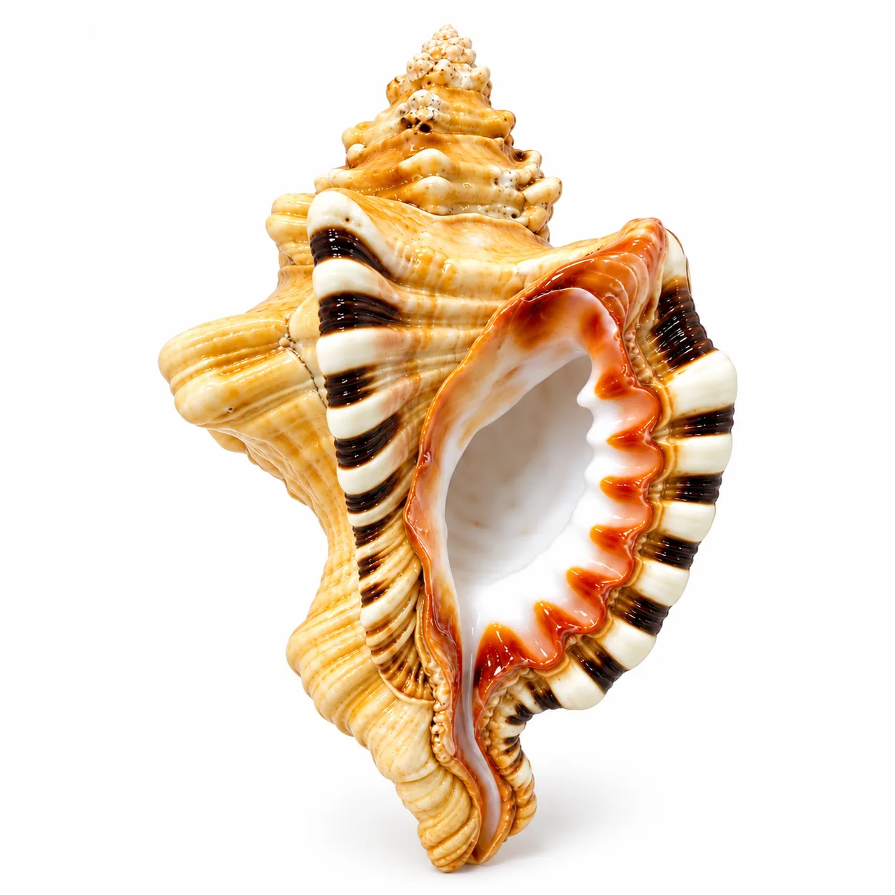 Natural Ganesha Shankha