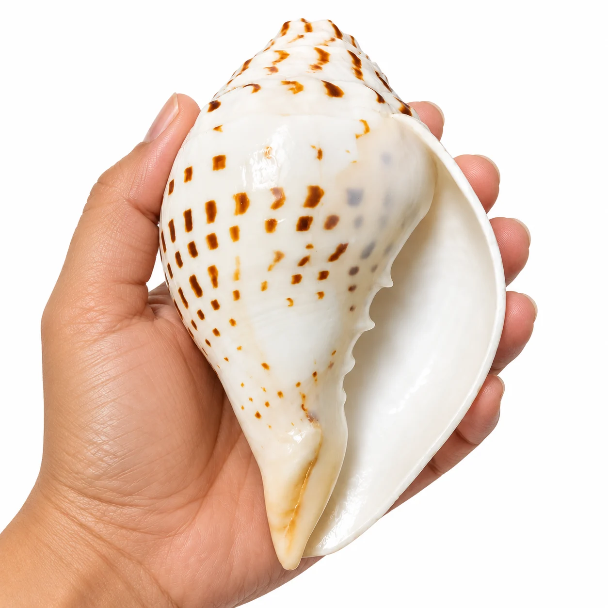 Natural Gauri Shankh
