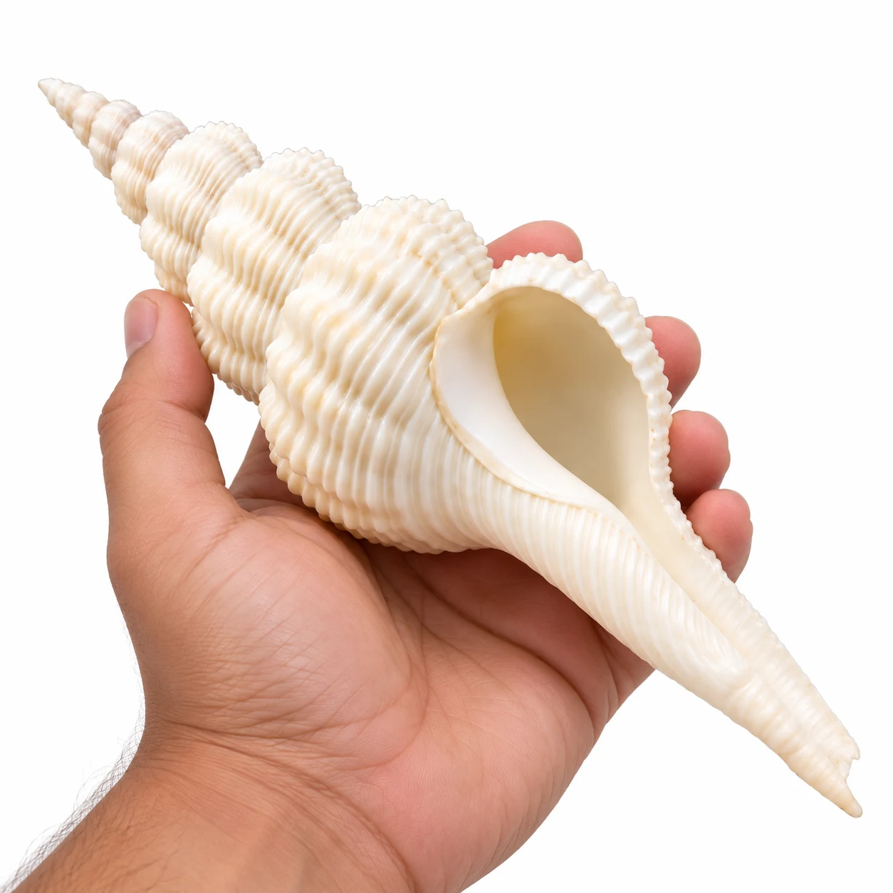 Natural Shukra Shankha