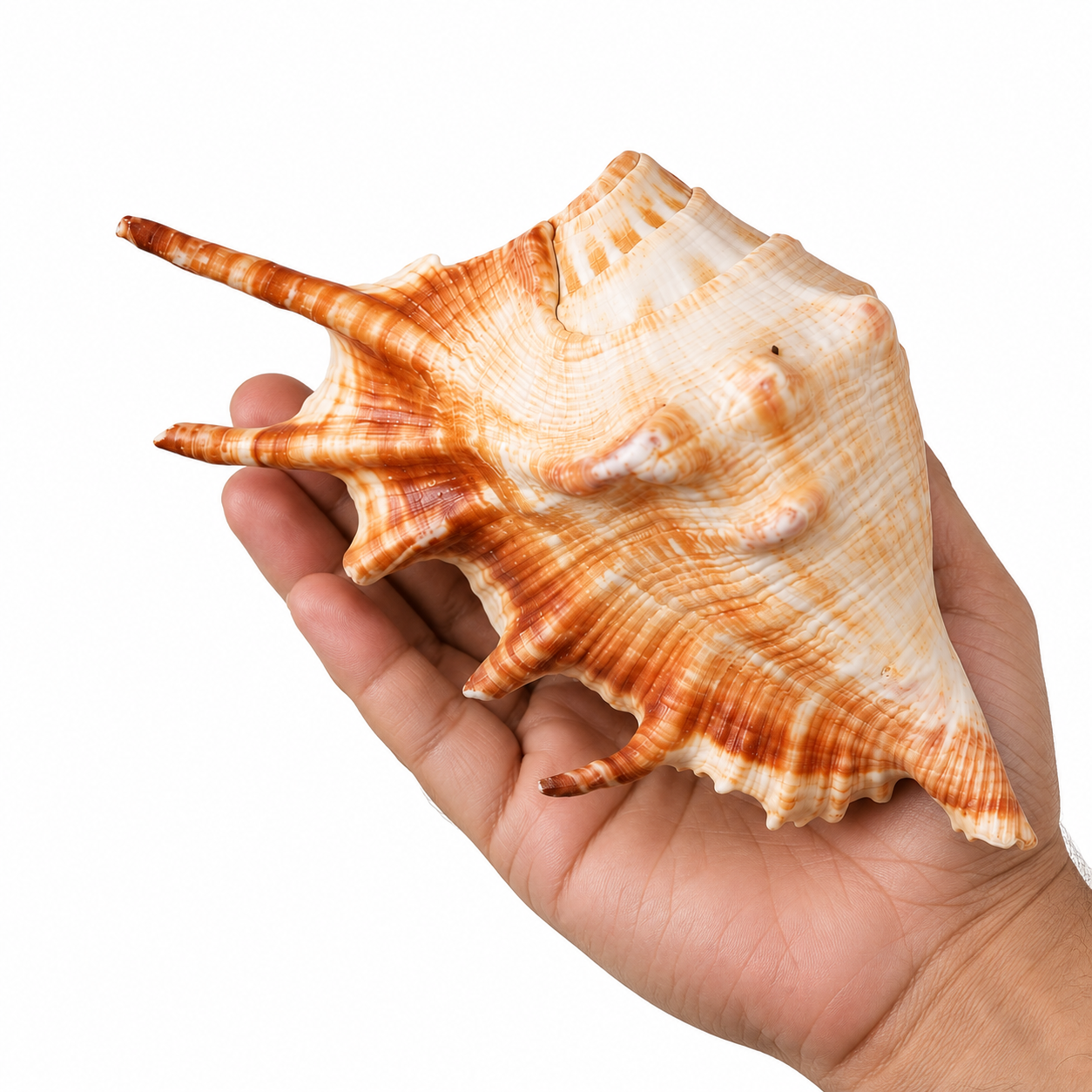 Natural Surya Shankha